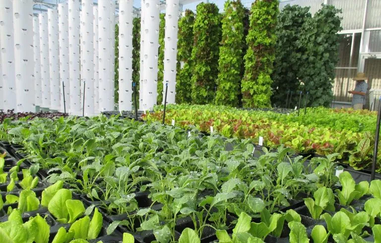 Tower-Garden-Seedlings-France-hydroponics